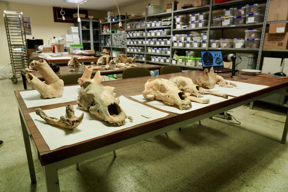 Investigadores de la Universidad de León y del Museo Nacional de Ciencias Naturales presentan la primera Campaña de recuperación de restos de fauna del Cuaternario en cuevas de la provincia