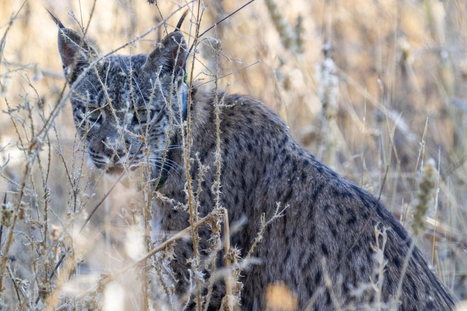 Uraclio, el lince ibérico que lleva dos semanas moviéndose por Madrid
