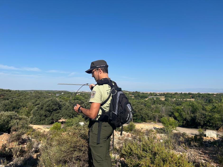 Uno de los profesionales que han seguido al lince ibérico en Madrid