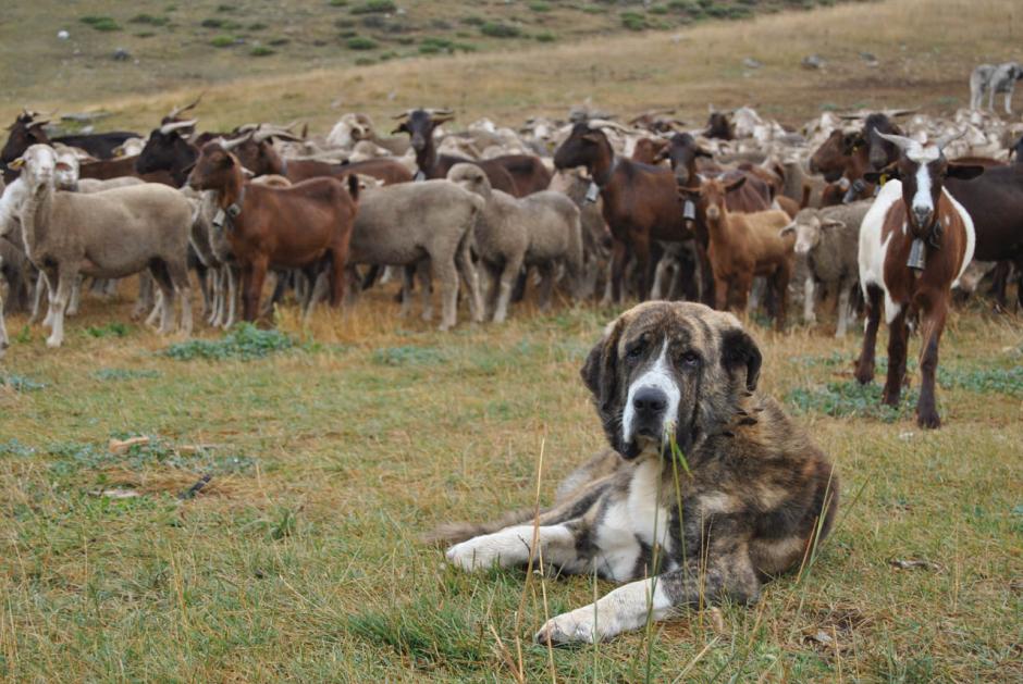 Rebaño en los puertos de La Cueta
