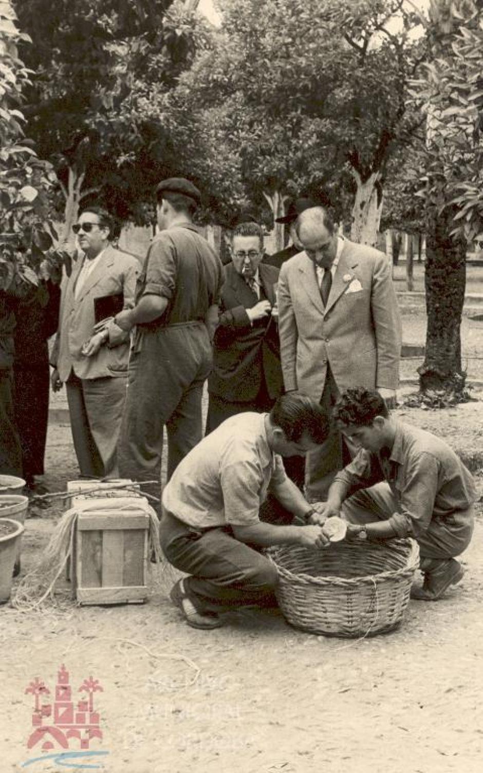 Recogida de semillas de naranjas con destino a Hiroshima