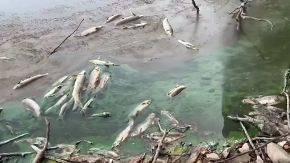 Peces muertos en el embalse de Alcollarín