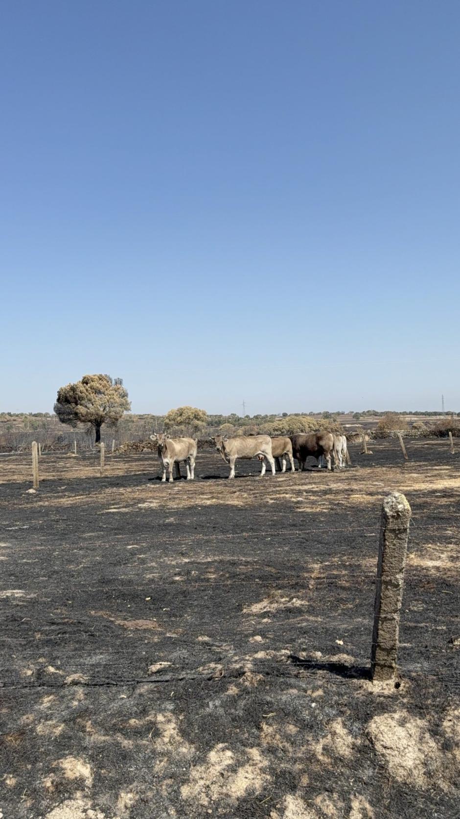 El "milagro" de unas pacas de paja que se salvaron de un fuego en Salamanca