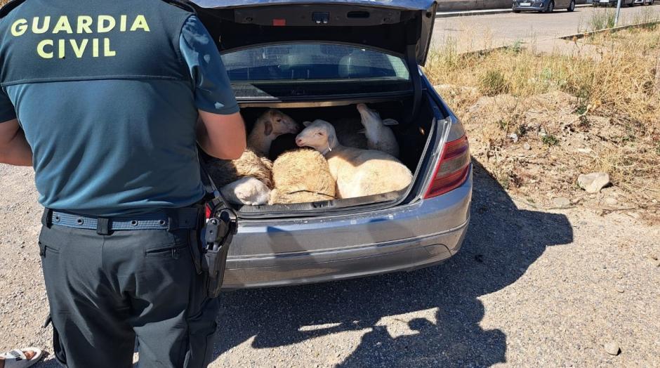 Los animalitos se encontraban en el maletero con las patas atadas