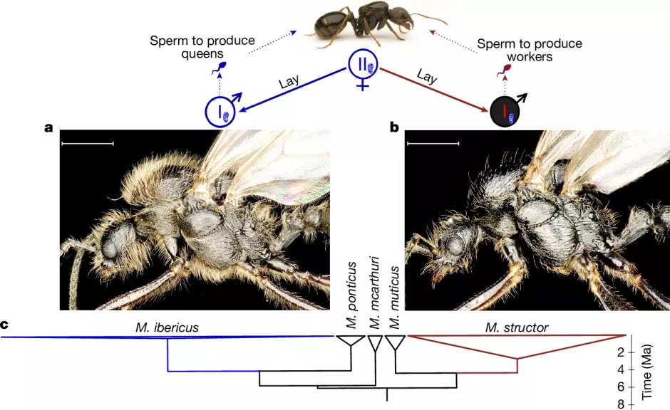 Las reinas de M. ibericus ponen machos pertenecientes a diferentes especies que difieren morfológicamente (simbolizados por símbolos masculinos en azul y rojo para M. ibericus y M. structor , respectivamente)
