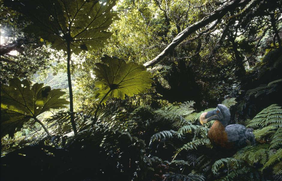 Reconstrucción de un dodo en la selva