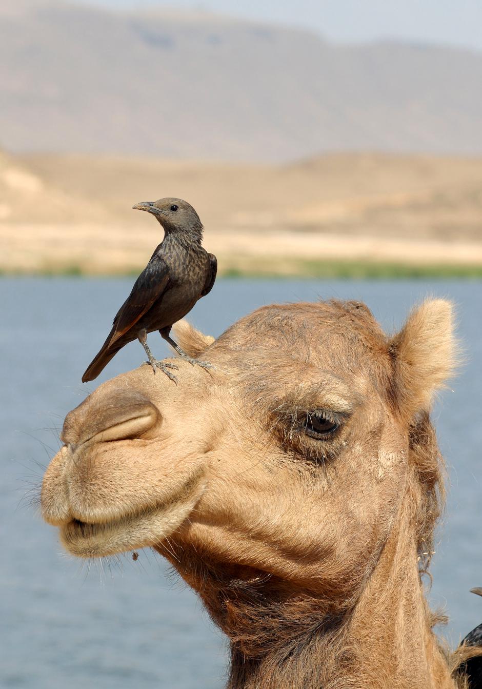 Masirah es un santuario para aves migratorias y residentes