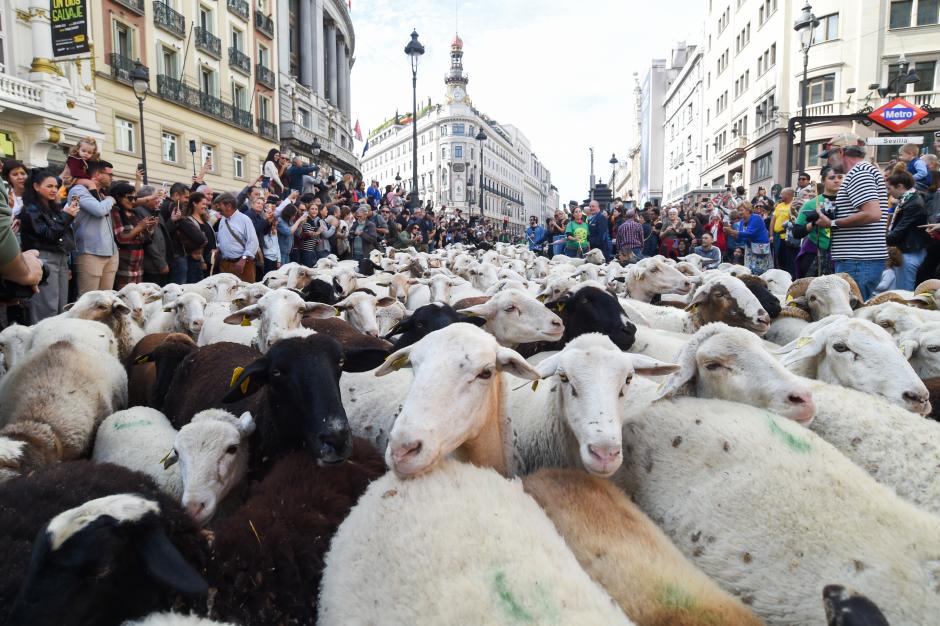 Rebaños de cabras y ovejas toman el centro de Madrid en la Fiesta de Trashumancia