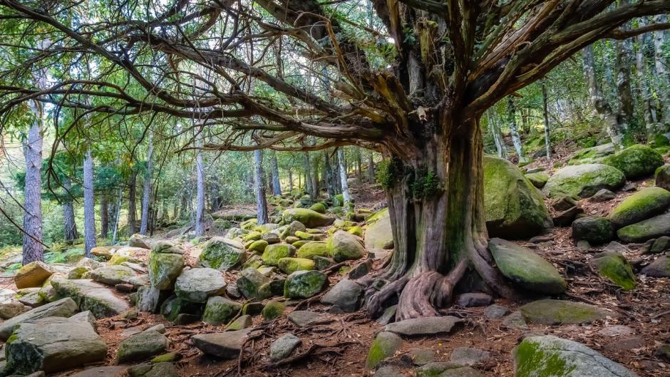 Tejo centenario en un bosque de la Sierra de Guadarrama.