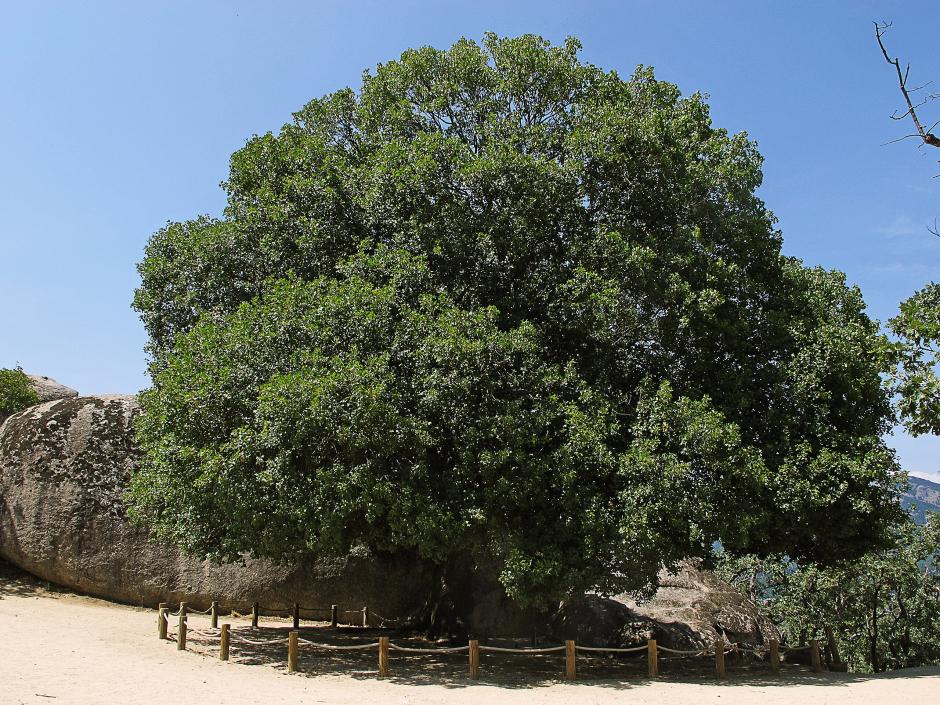 El arce de la Silla de Felipe II en San Lorenzo de El Escorial.