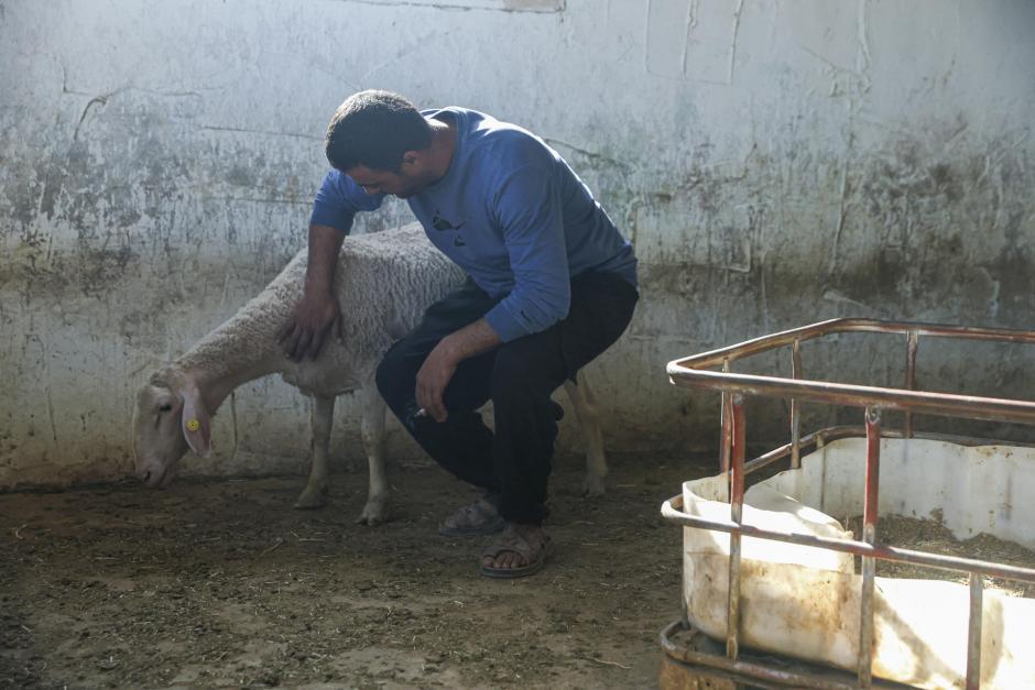 AS SAMU (CISJORDANIA), 04/11/2025.- Mahmoud Daghamin, de 34 años, el pasado 2 de noviembre, con sus ovejas, afectadas por el ataque de colonos israelíes del pasado 27 de octubre. Un moratón en el ojo del pequeño Sadam, de año y medio, y la piel enrojecida del bebé Omri, al que aún le cuesta respirar, recuerdan una semana después el terrible ataque sufrido por la familia palestina de los Daghamin a manos de un grupo de colonos israelíes, que asaltaron su casa rociándoles de gas pimienta y apalearon hasta la muerte a la mitad de su ganado. EFE/Magda Gibelli