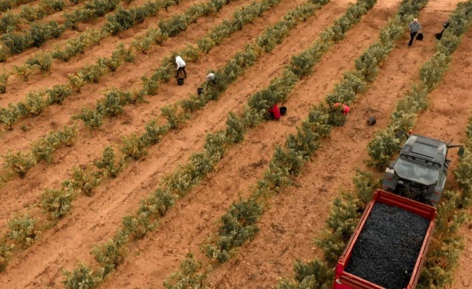 Trabajadores en el viñedo