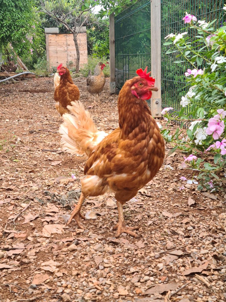 Imagen de 3 gallinas en un huerto de autoconsumo al aire libre en Aldaia