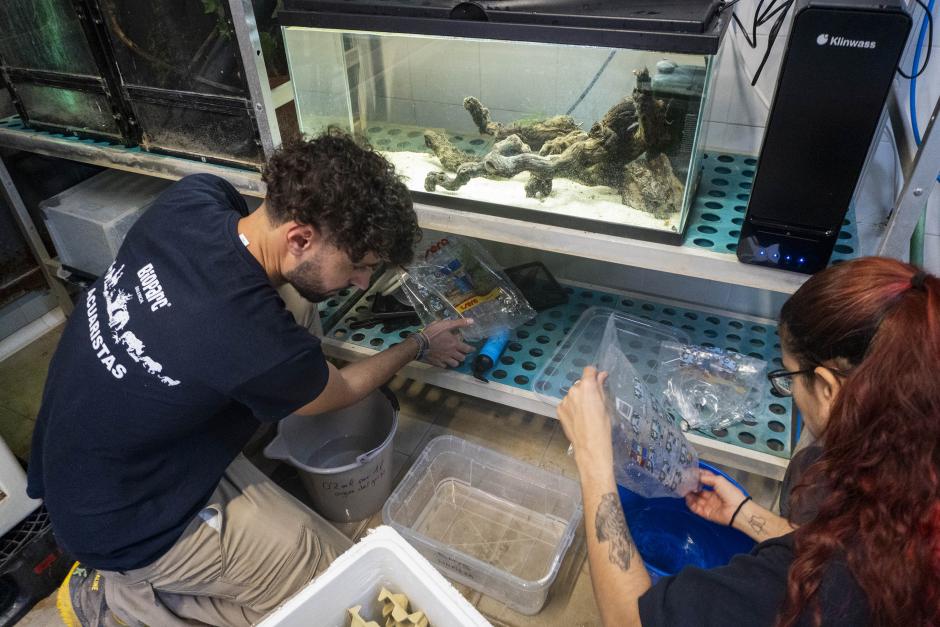 Imagen de los expertos de Bioparc Valencia que están al cuidado de esta especie en peligro de extinción