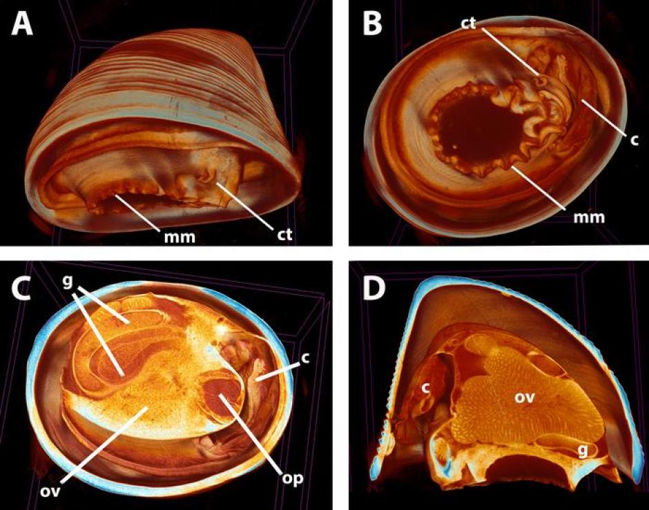 Anatomía externa (A, B) y sección digital para visualizar la anatomía interna (C, D) de  Pectinodonta nautilus