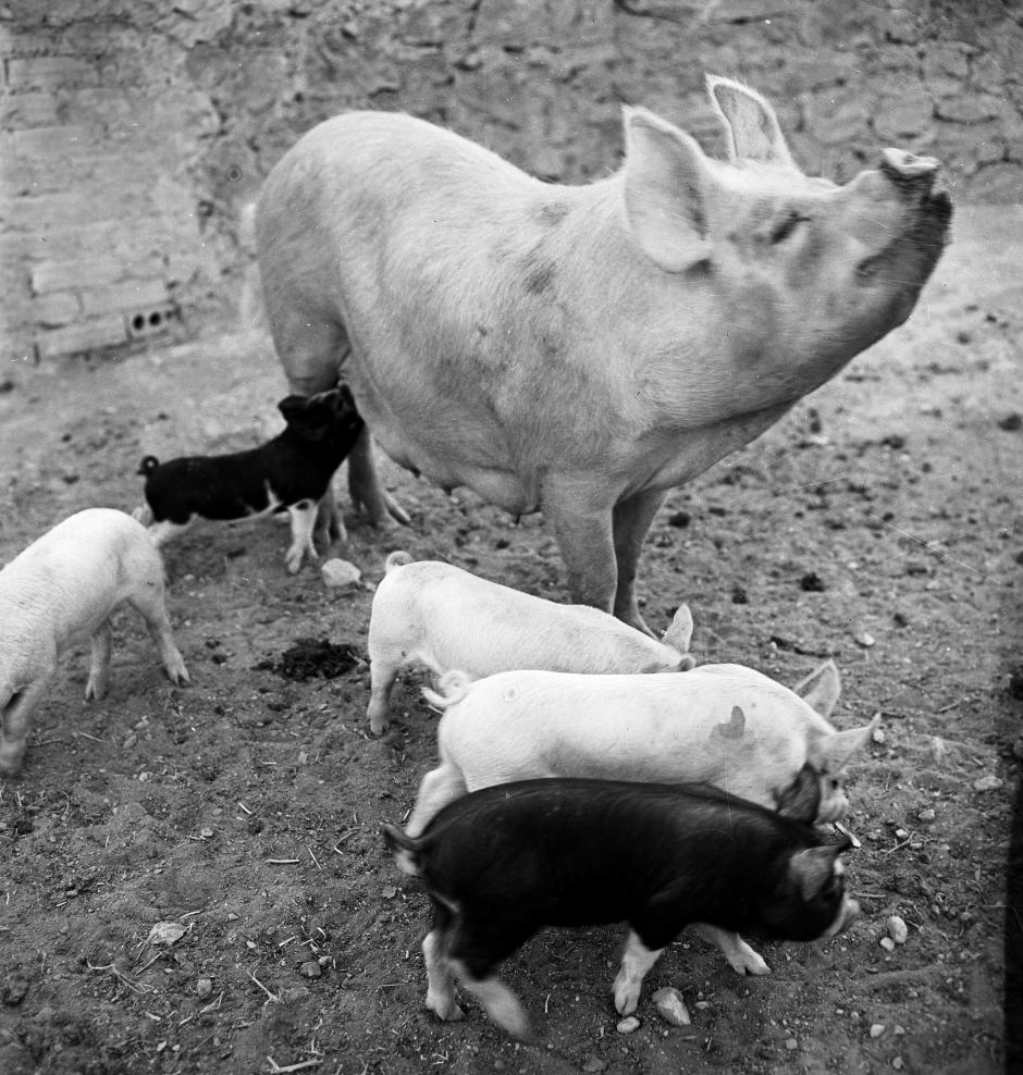 Cerdos en una granja en la localidad alicantina de Calpe, en 1959