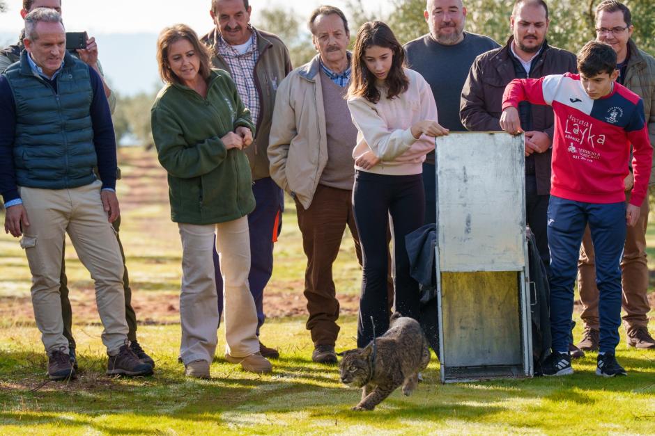 Suelta de lince en Adamuz (Córdoba)