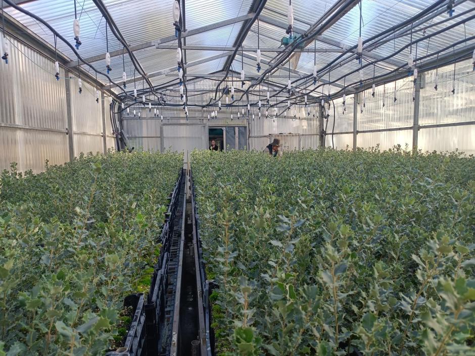 Invernadero de encinas, árbol bajo cuyo abrigo surgen las trufas