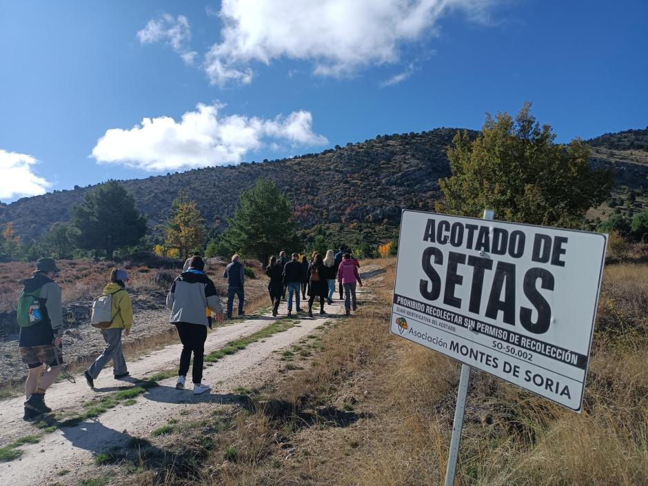 Un grupo internacional de periodistas e influenciadores en redes sociales comprueba cómo se localiza la trufa en Soria