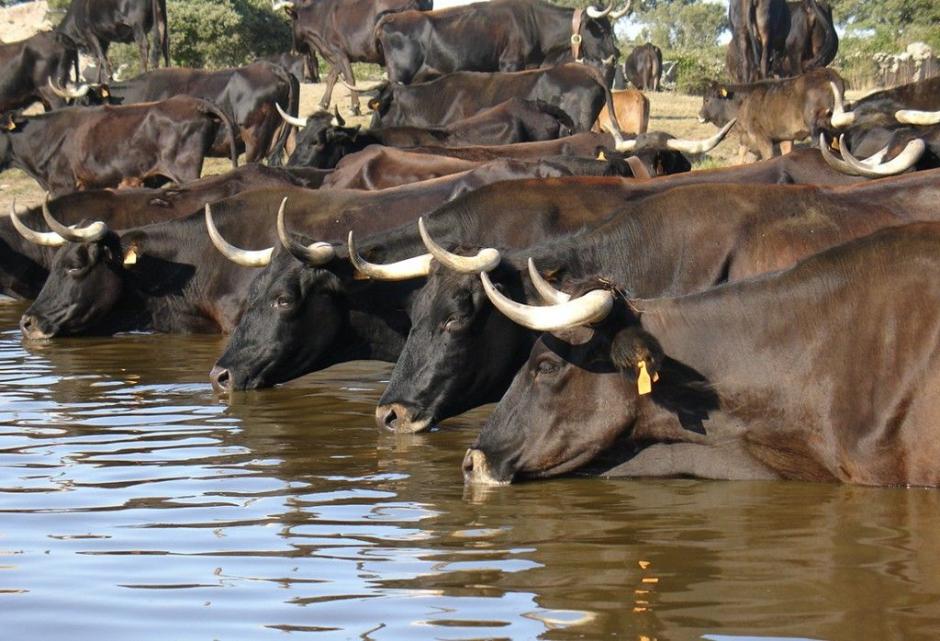 Varios ejemplares de la raza sayaguesa beben agua