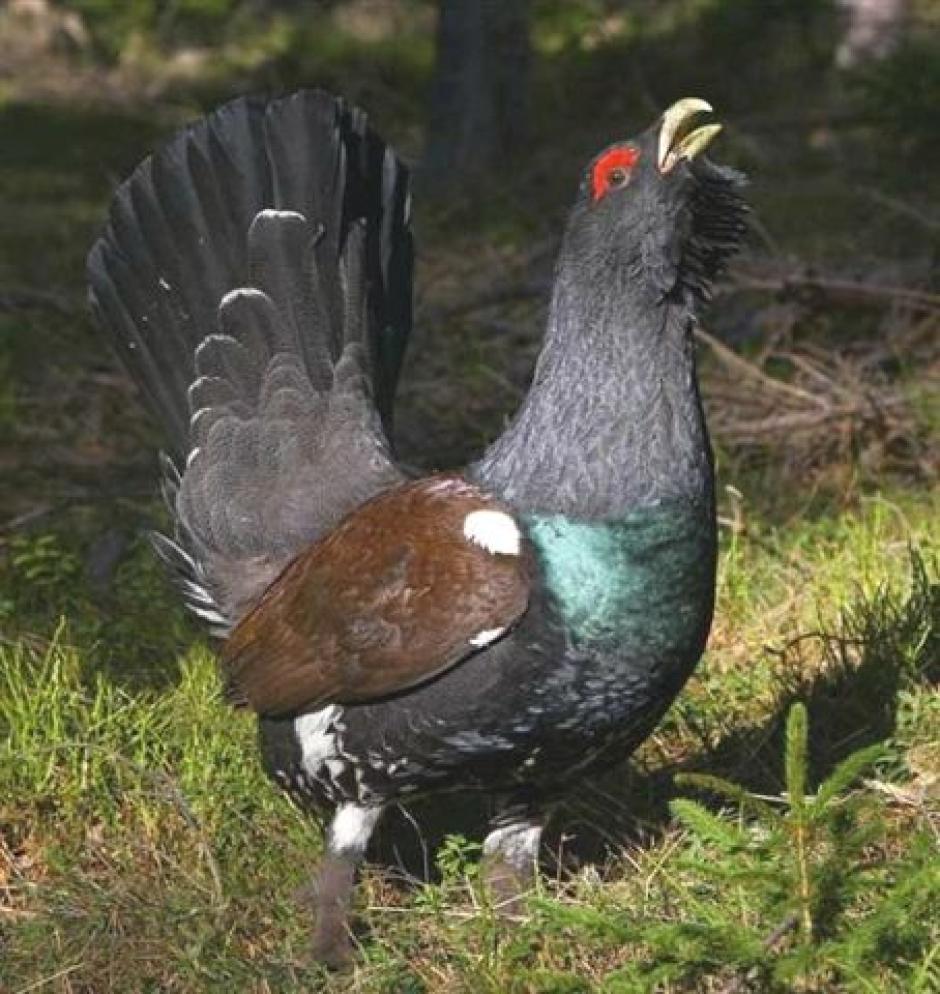 Urogallo en el Valle de Laciana