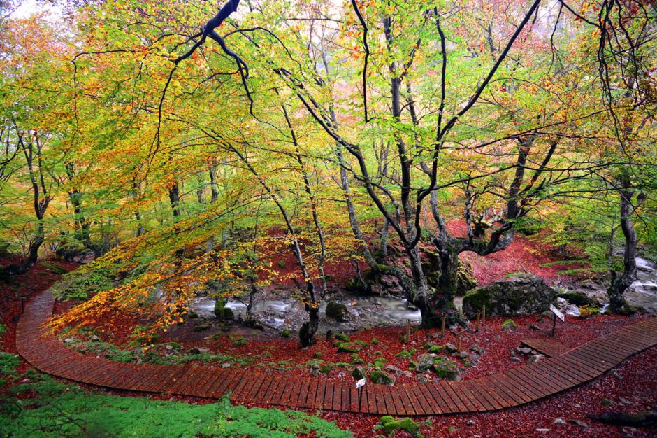 Bosque conocido como El Faedo de Ciñera en la Reserva del Alto Bernesga