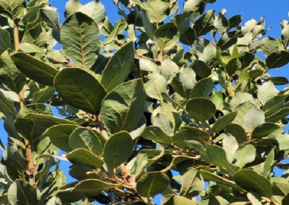Árbol de laurel en la finca El Soldado