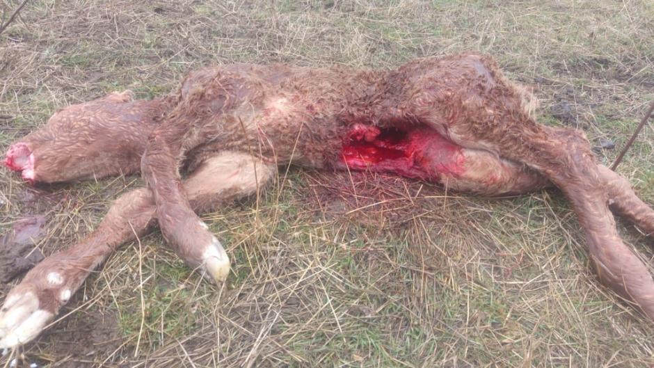 Ataque de lobo sobre un ternero recién nacido en Ávila
