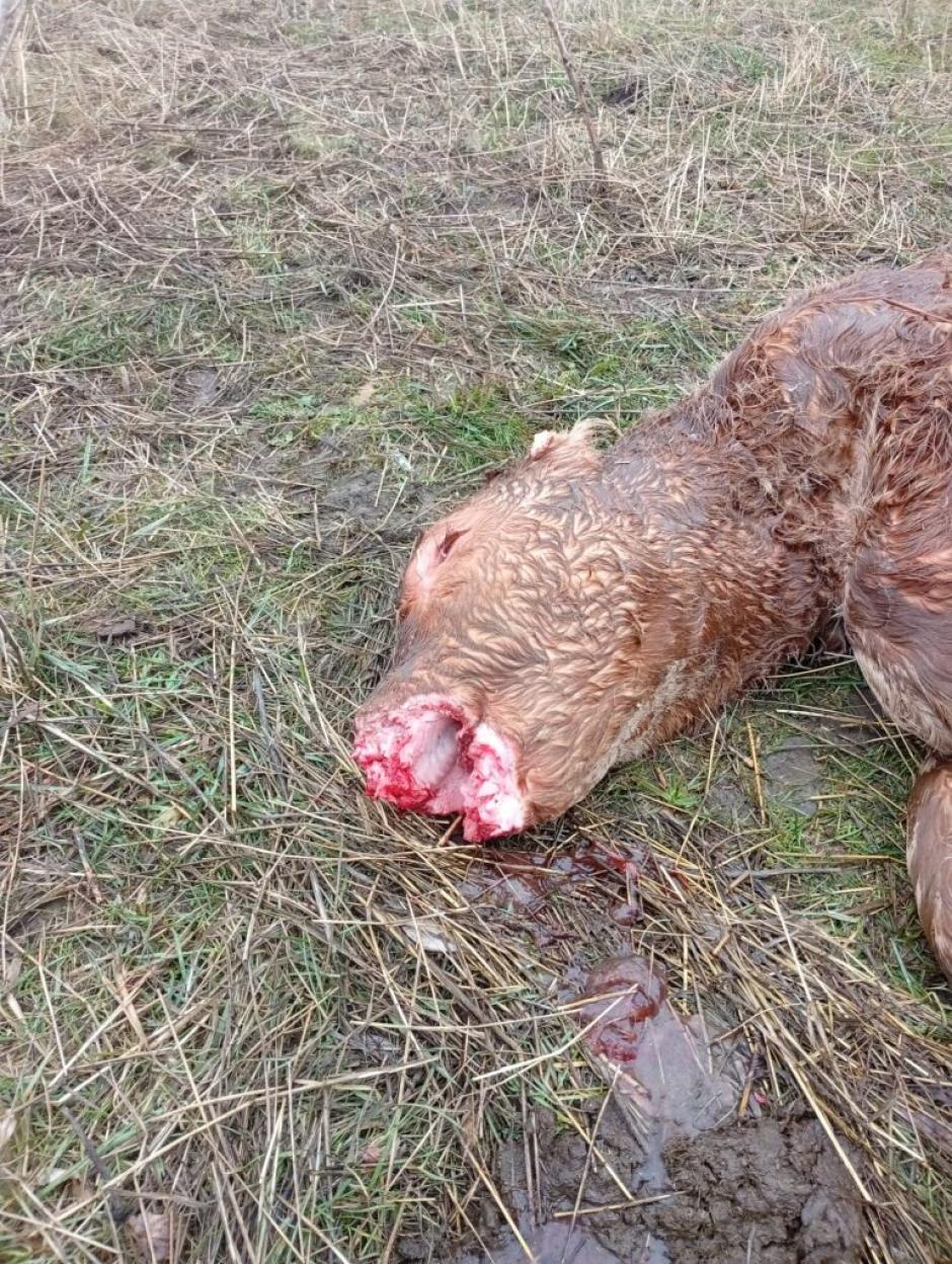 Cráneo del ternero muerto por un lobo en Ávila