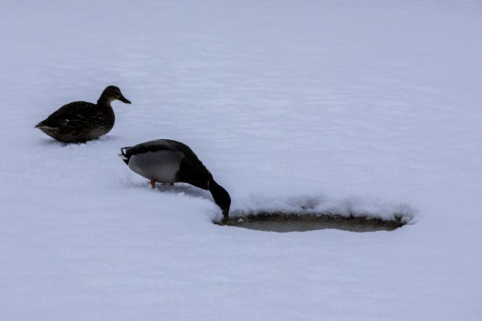 Las imágenes de la fuerte nevada que ha caído este miércoles en Castilla y León