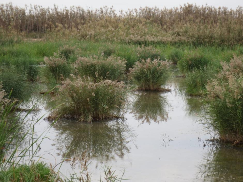 Imagen de unos humedales de la Albufera de Valencia

REMITIDA / HANDOUT por UPV
Fotografía remitida a medios de comunicación exclusivamente para ilustrar la noticia a la que hace referencia la imagen, y citando la procedencia de la imagen en la firma
02/2/2026