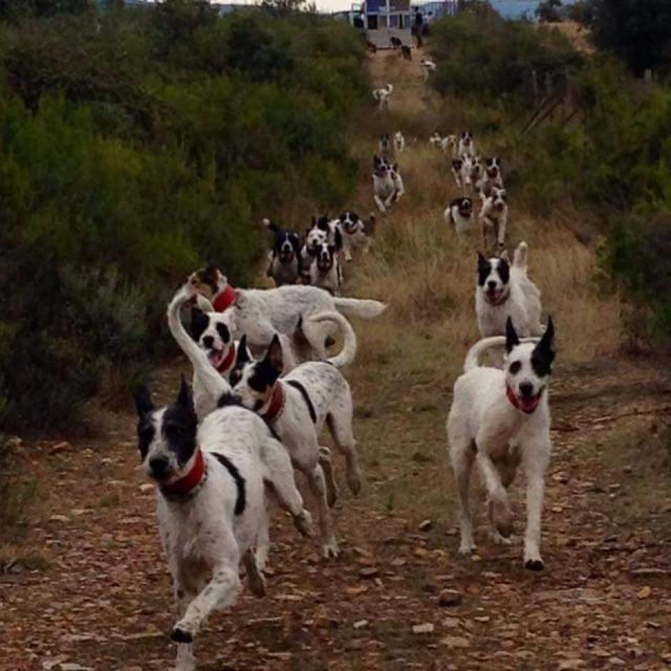 Perros de Castejón