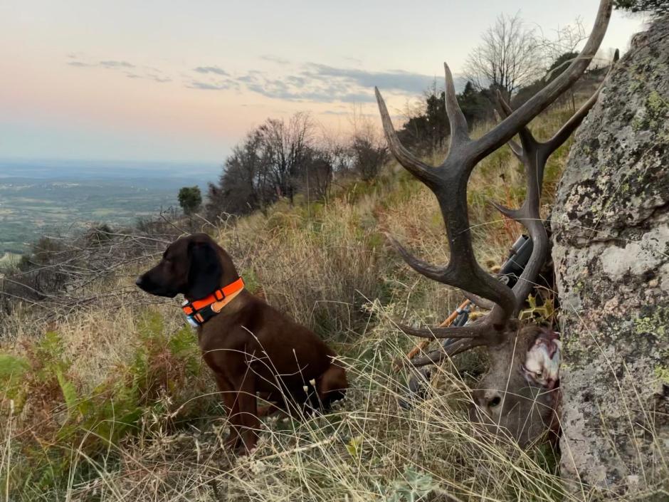 Jambo junto a un venado
