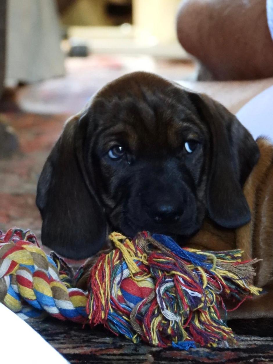 Fotografía de Jambo de cachorro
