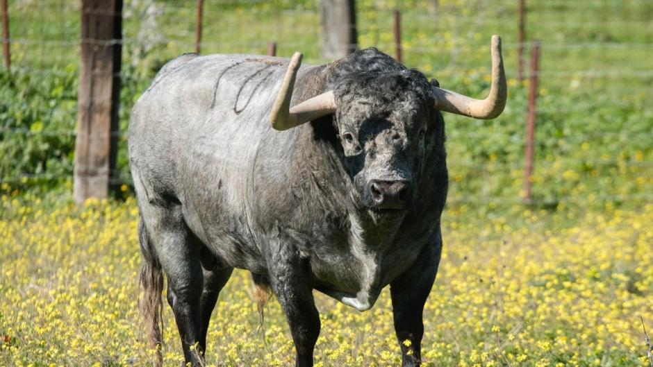 Imagen del toro Nubarrón de la ganadería Partido de Resina