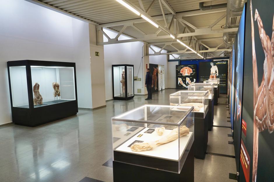 Exposición Bodies Evolution, con cuerpos humanos reales