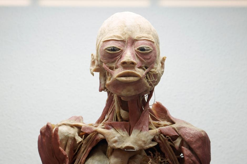 Exposición Bodies Evolution, con cuerpos humanos reales