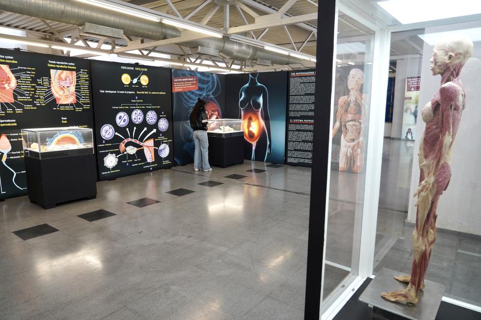 Exposición Bodies Evolution, con cuerpos humanos reales