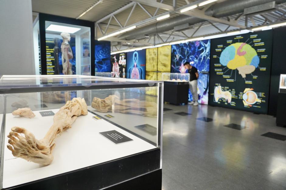 Exposición Bodies Evolution, con cuerpos humanos reales
