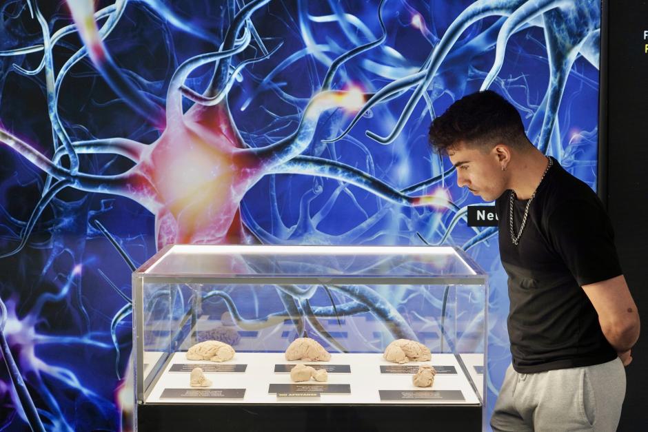 Exposición Bodies Evolution, con cuerpos humanos reales