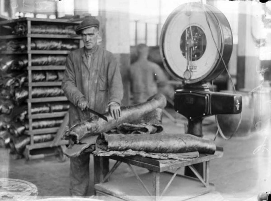 Un trabajador de la recién inaugurada fábrica de Dunlop en Cork, cortando caucho para neumáticos (1935)
