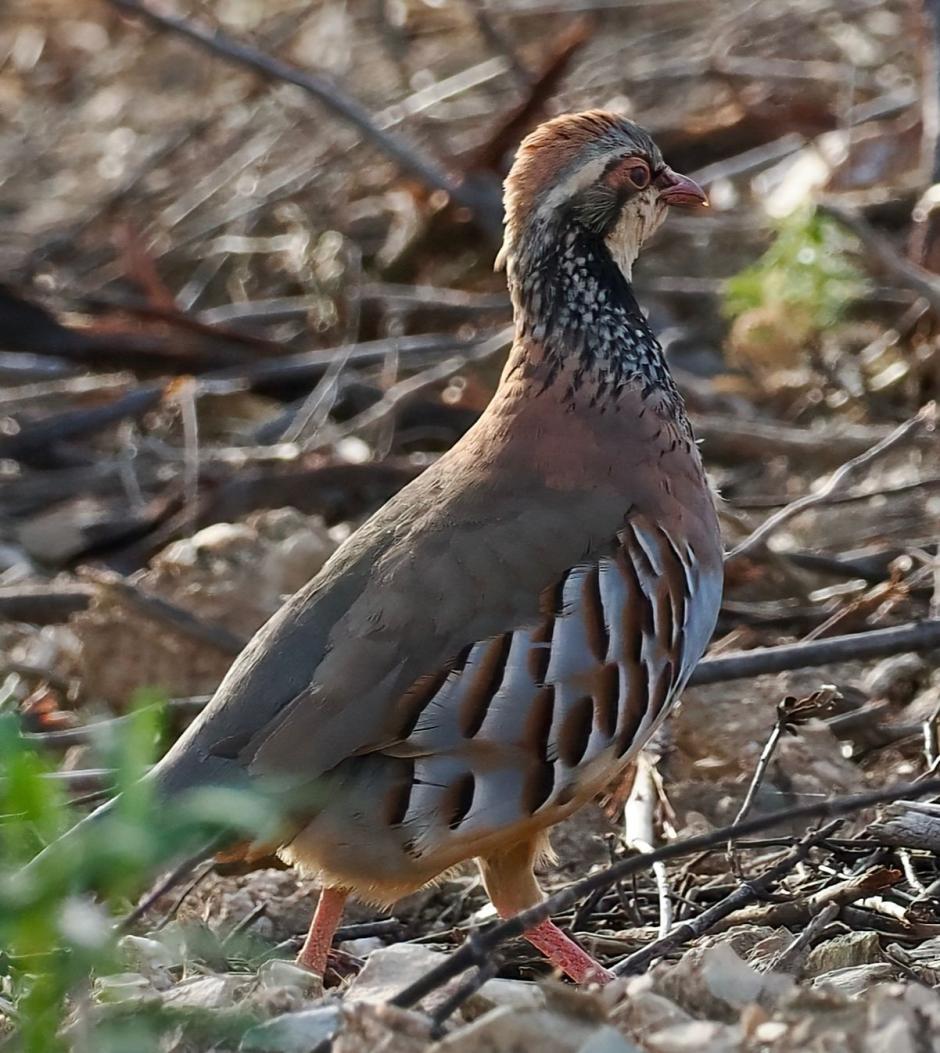 Una perdiz de la Sierra Morena de Andújar.

Una perdiz de la Sierra Morena de Andújar.
