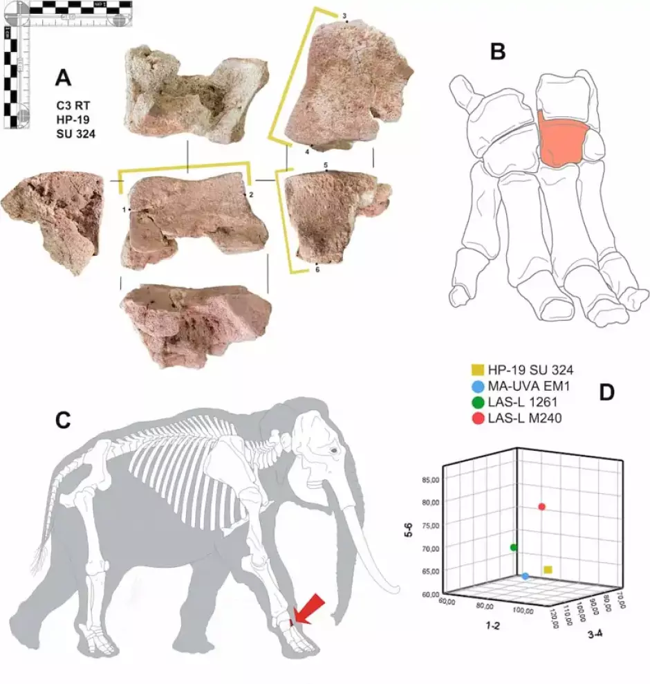 Posición anatómica del hueso en la pata derecha (antepié) de un elefante