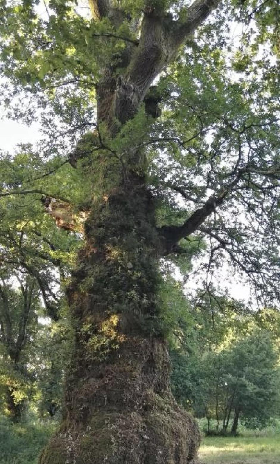 El árbol más antiguo de Galicia