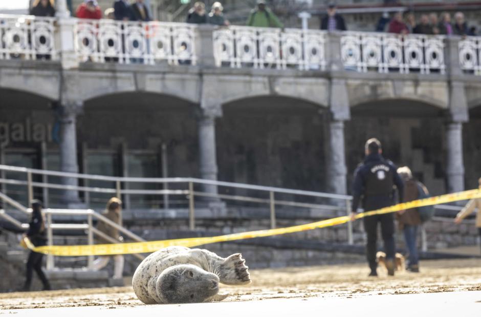 SAN SEBASTIÁN, 06/02/2026.- Un ejemplar juvenil de foca gris ha aparecido este viernes en la playa de la Concha de San Sebastián, desde donde se espera que vuelva al agua tras su descanso en la arena. La foca dio sus primeras señales en la noche de este jueves cuando nadaba en aguas de la bahía donostiarra, aunque ha empezado a llamar la atención de quienes se encontraban en la playa y en el paseo marítimo cuando se la ha visto acostada en la arena. EFE/Javier Etxezarreta