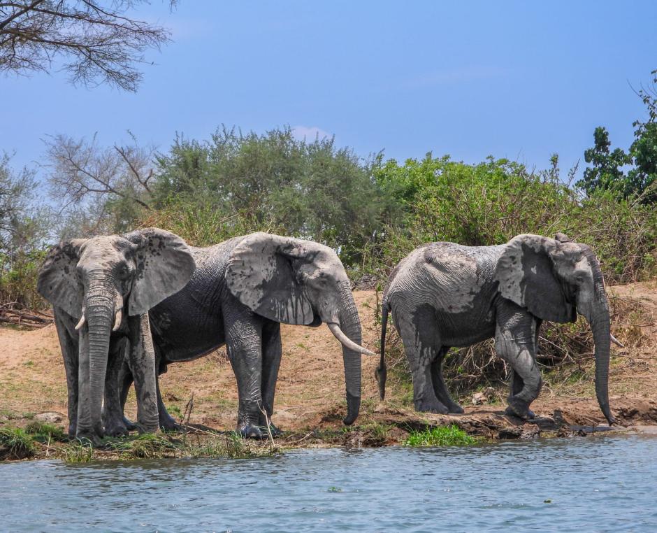 Elefantes en la orilla durante su baño de barro protector