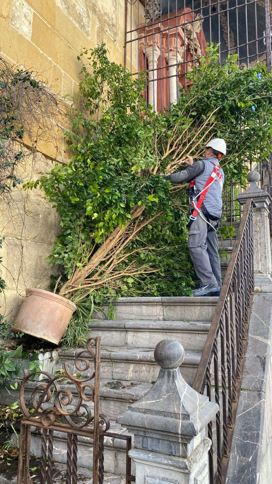 Macetas caídas en el altar de la Virgen de los Faroles