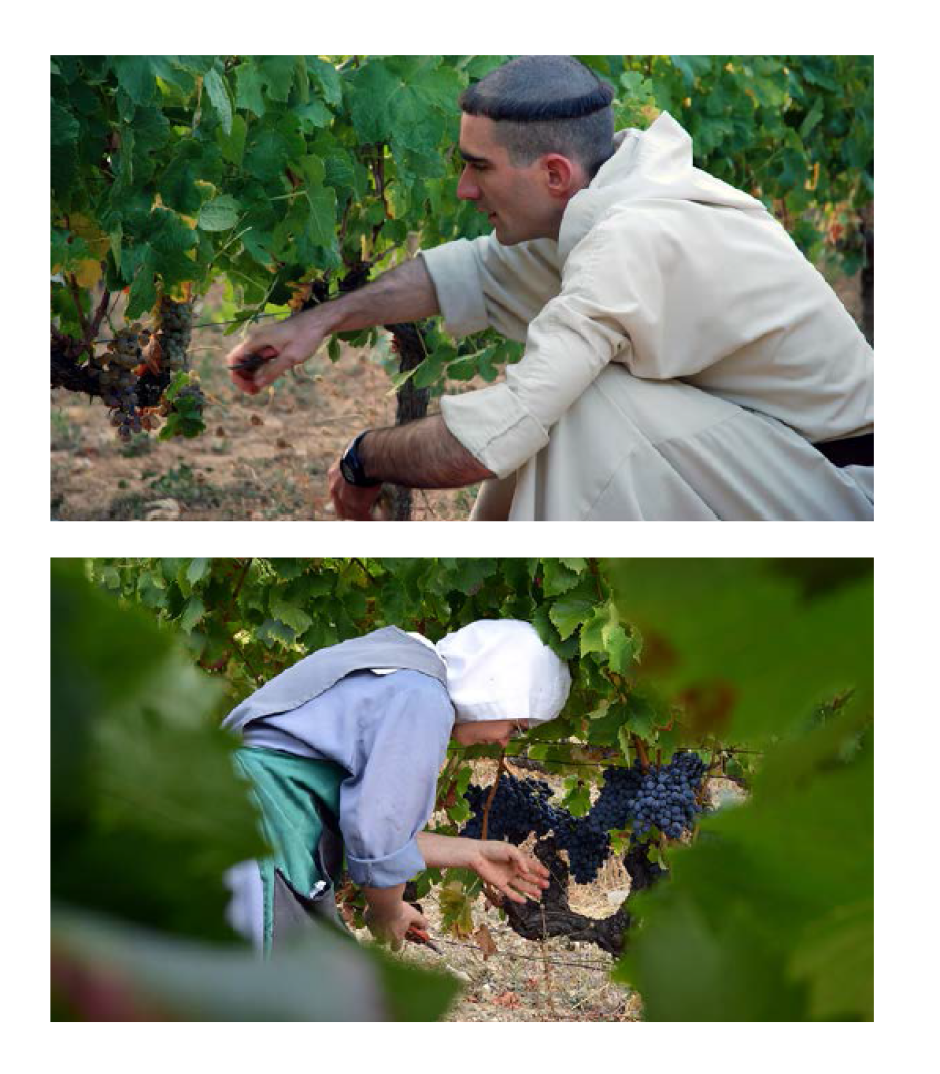 Dos religiosos cuidan el viñedo de la abadía de Santa Magdalena de Barroux