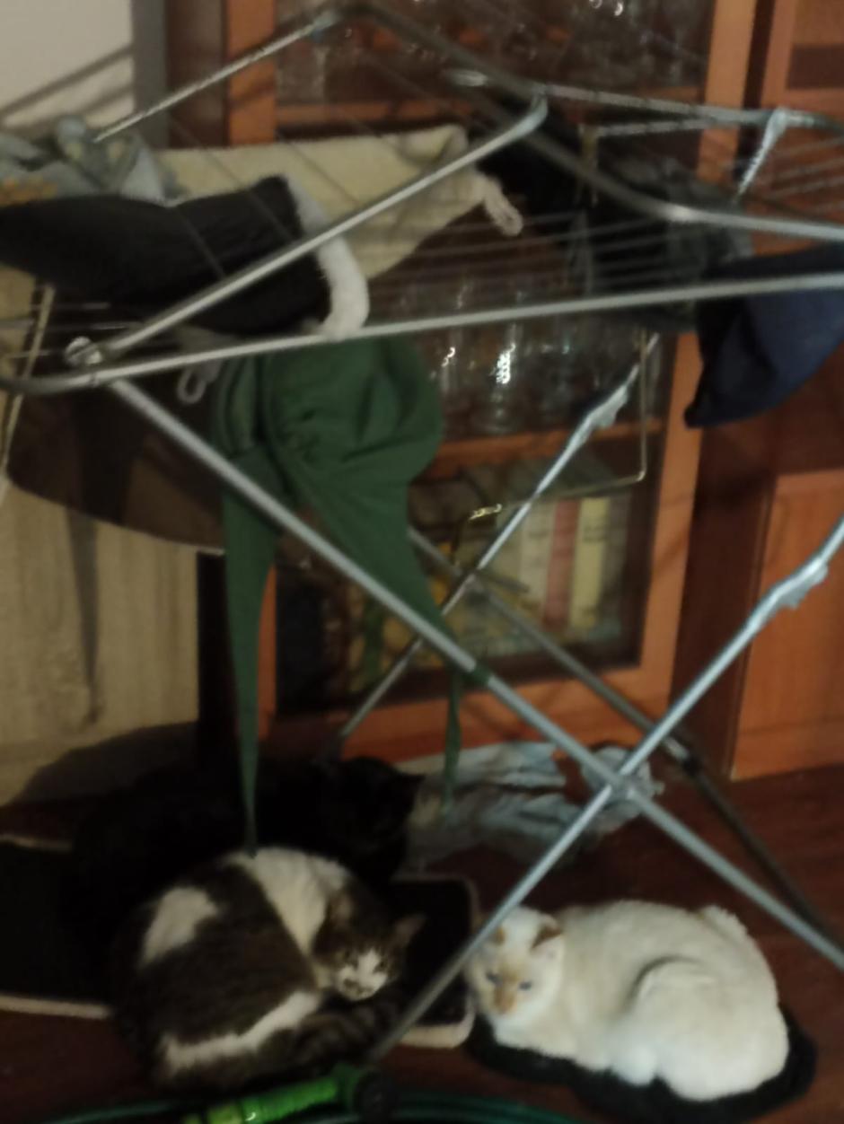 Gatos en la vivienda de Rita