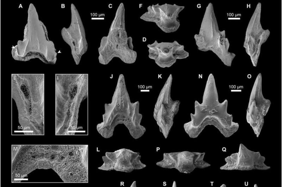 Tiburón Bavariscyllium